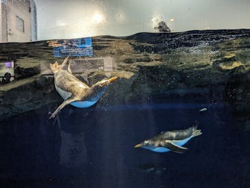 マクセル アクアパーク品川に投稿された画像（2024/3/8）