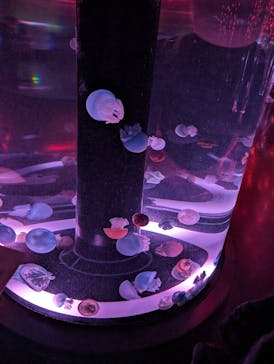 マクセル アクアパーク品川に投稿された画像（2024/3/8）