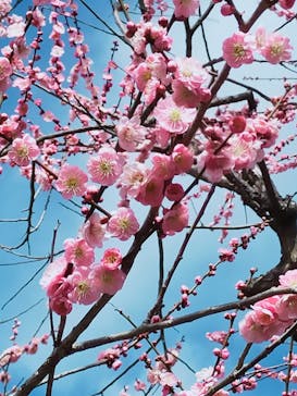 偕楽園本園に投稿された画像（2024/3/8）