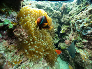 武藤潜水に投稿された画像（2024/3/9）