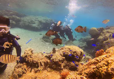 武藤潜水に投稿された画像（2024/3/9）