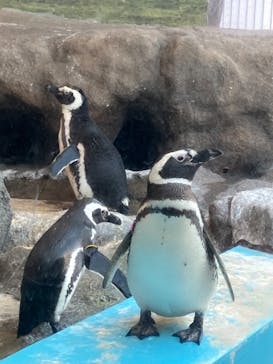 しながわ水族館に投稿された画像（2024/3/9）