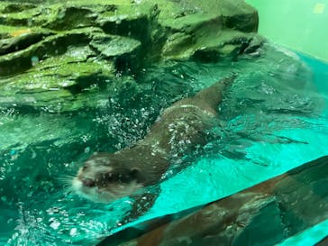 しながわ水族館に投稿された画像（2024/3/9）