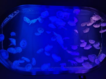 マリンワールド海の中道に投稿された画像（2024/3/9）