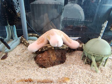 マリンワールド海の中道に投稿された画像（2024/3/9）