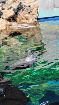 しながわ水族館に投稿された画像（2024/3/9）