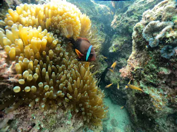 武藤潜水に投稿された画像（2024/3/9）