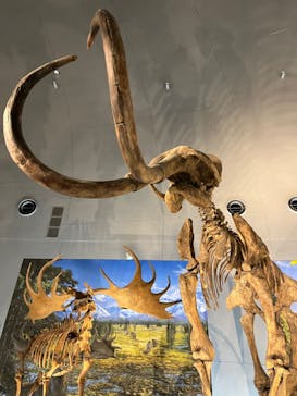 福井県立恐竜博物館に投稿された画像（2024/3/9）