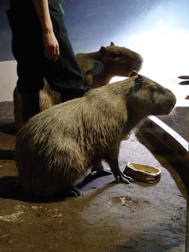 マクセル アクアパーク品川に投稿された画像（2024/3/9）