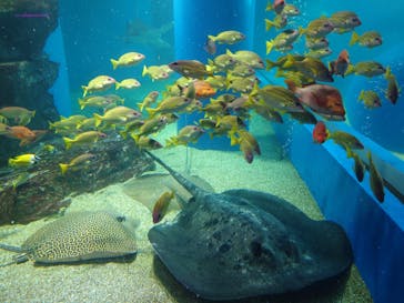 マクセル アクアパーク品川に投稿された画像（2024/3/9）