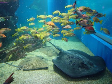 マクセル アクアパーク品川に投稿された画像（2024/3/9）