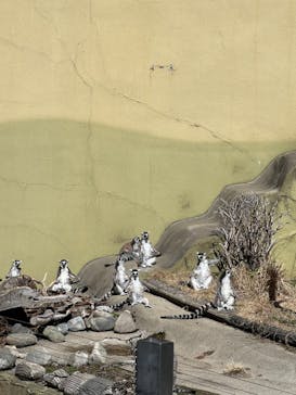日立市かみね動物園に投稿された画像（2024/3/9）