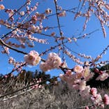 偕楽園本園に投稿された画像（2024/3/9）