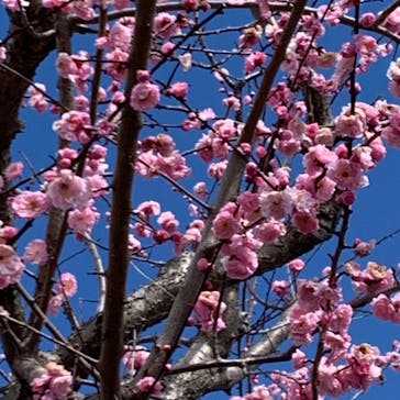 偕楽園本園に投稿された画像（2024/3/9）