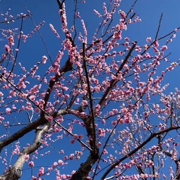偕楽園本園に投稿された画像（2024/3/9）