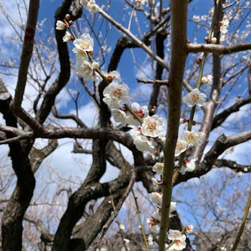 偕楽園本園に投稿された画像（2024/3/9）