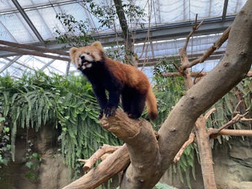 神戸どうぶつ王国に投稿された画像（2024/3/9）