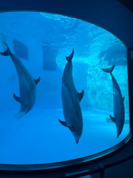 名古屋港水族館に投稿された画像（2024/3/9）