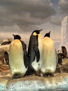 名古屋港水族館に投稿された画像（2024/3/9）