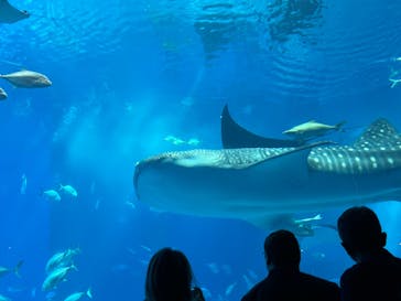 沖縄美ら海水族館に投稿された画像（2024/3/9）