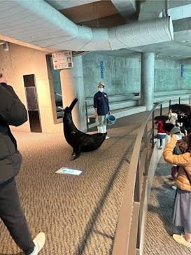 大分マリーンパレス水族館 「うみたまご」に投稿された画像（2024/3/9）