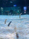 DMMかりゆし水族館に投稿された画像（2024/3/9）