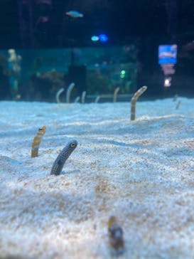 DMMかりゆし水族館に投稿された画像（2024/3/9）