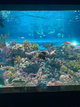 DMMかりゆし水族館に投稿された画像（2024/3/9）