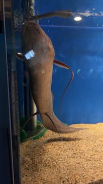 しながわ水族館に投稿された画像（2024/3/9）