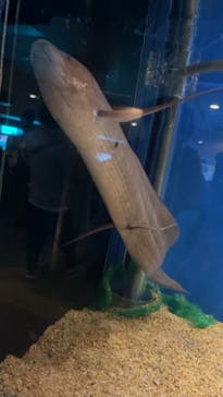 しながわ水族館に投稿された画像（2024/3/9）