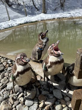 那須どうぶつ王国に投稿された画像（2024/3/9）