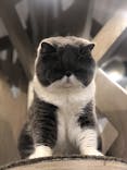猫カフェモカ　立川店に投稿された画像（2024/3/9）