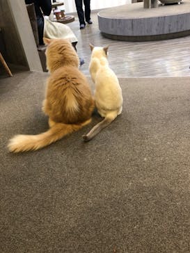猫カフェモカ　立川店に投稿された画像（2024/3/9）