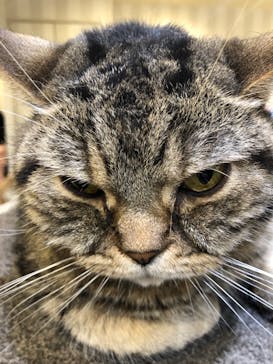 猫カフェモカ　立川店に投稿された画像（2024/3/9）