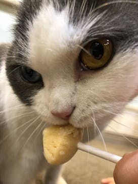 猫カフェモカ　立川店に投稿された画像（2024/3/9）