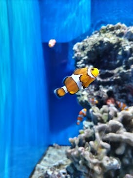 アクアワールド茨城県大洗水族館に投稿された画像（2024/3/9）