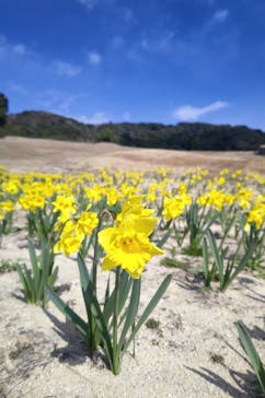 淡路ファームパーク イングランドの丘に投稿された画像（2024/3/9）