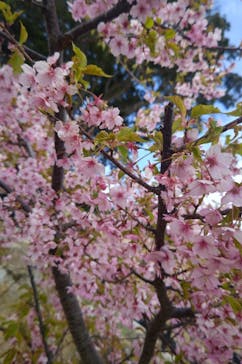 淡路ファームパーク イングランドの丘に投稿された画像（2024/3/9）