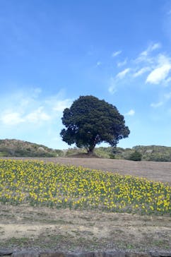 淡路ファームパーク イングランドの丘に投稿された画像（2024/3/9）