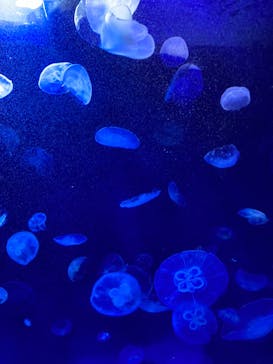 サンシャイン水族館に投稿された画像（2024/3/9）