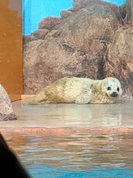 しながわ水族館に投稿された画像（2024/3/9）
