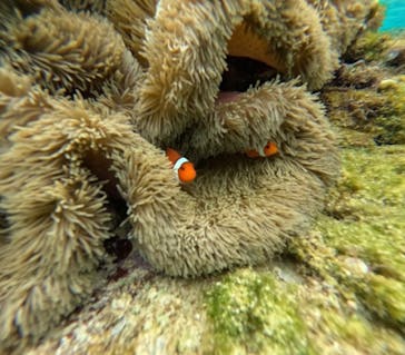 オースリーシュノーケル宮古島に投稿された画像（2024/3/9）