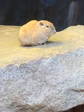 神戸どうぶつ王国に投稿された画像（2024/3/9）