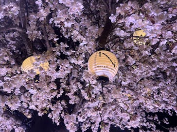 NAKED meets 二条城 2025 観月に投稿された画像（2024/3/9）