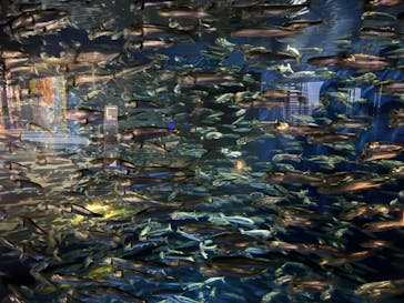 アクアワールド茨城県大洗水族館に投稿された画像（2024/3/9）