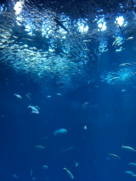 アクアワールド茨城県大洗水族館に投稿された画像（2024/3/9）