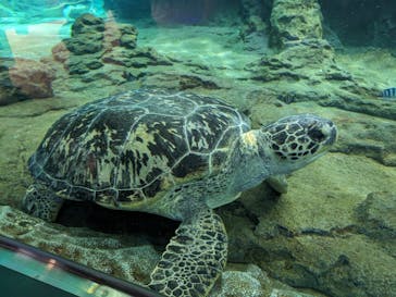 名古屋港水族館に投稿された画像（2024/3/9）