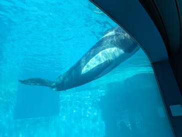 名古屋港水族館に投稿された画像（2024/3/9）