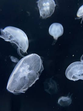 伊豆・三津シーパラダイスに投稿された画像（2024/3/9）