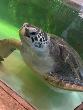 伊豆・三津シーパラダイスに投稿された画像（2024/3/9）